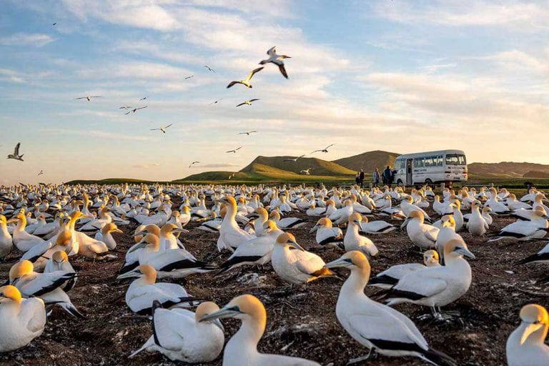 gannet colony new zealand 768x512