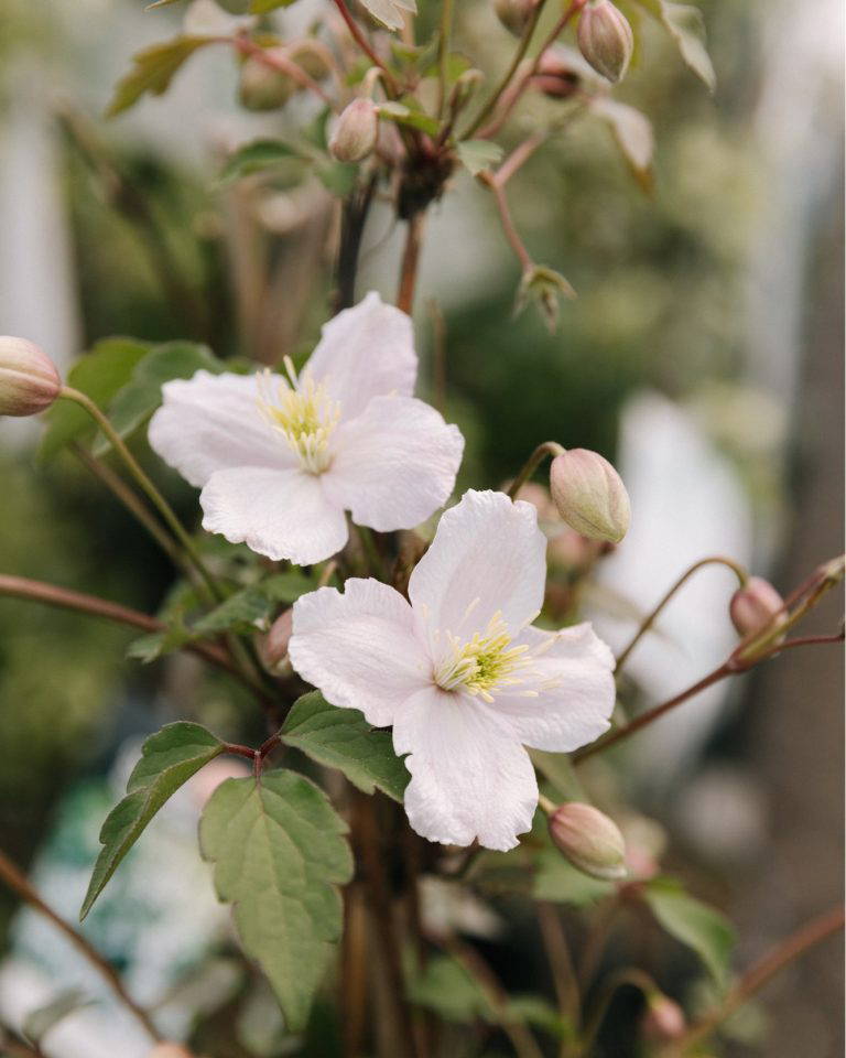 385092229 812169854244241 7455598531792654398 n 768x960