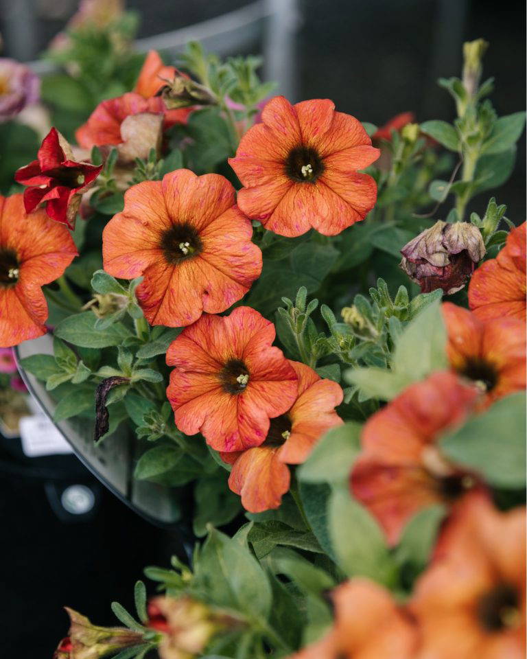 385342240 812158257578734 7572617024839590674 n 768x960