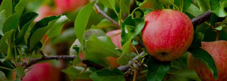 Screenshot 2023 10 08 182020 768x275