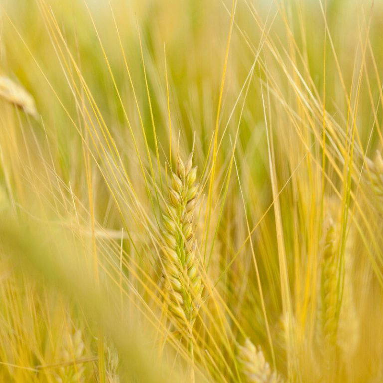 450402772 1561816231197982 5370729992633011386 n 768x768