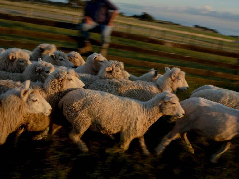 Small RWNCK Experiences Shepherding Tour Lifestyle 2 768x576